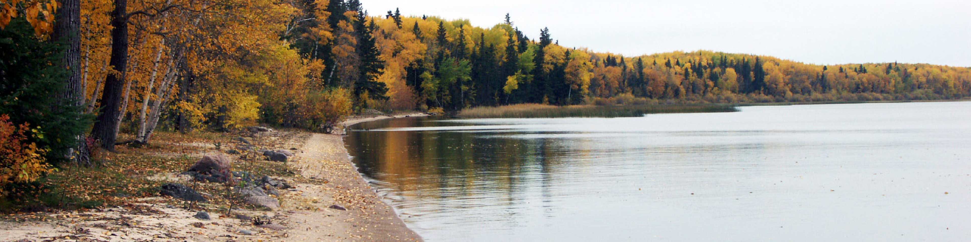 A forest by a lake