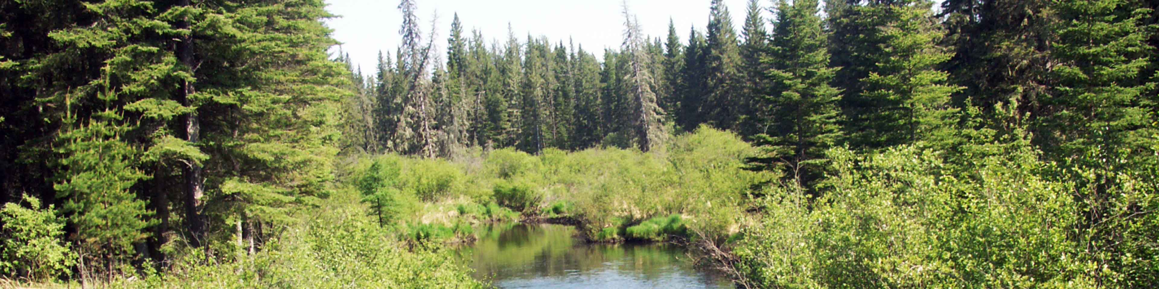 a forest stream