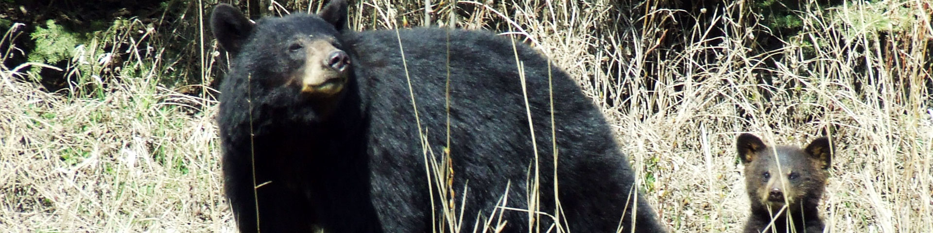bear and cub