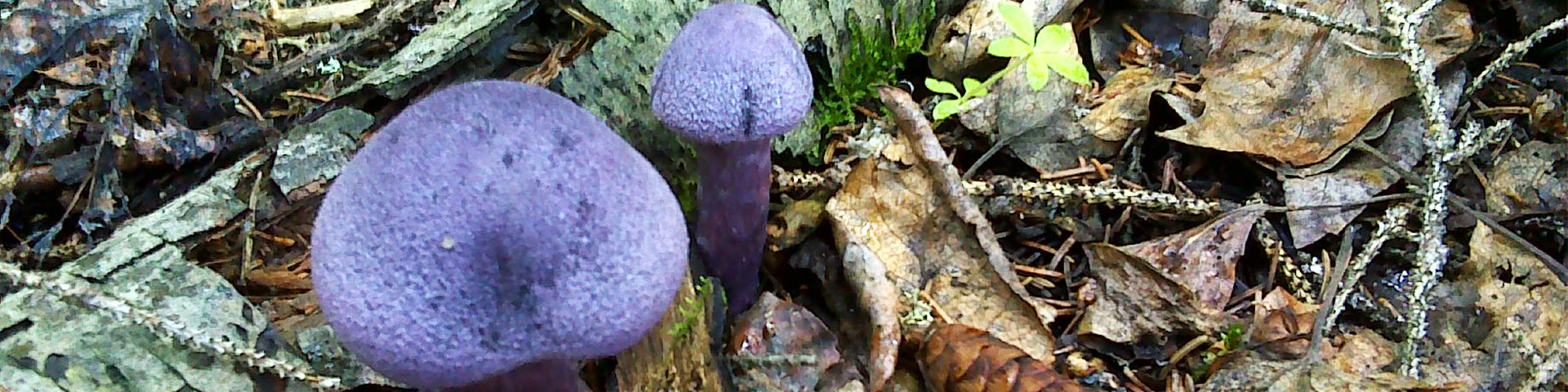 mushrooms in a forest