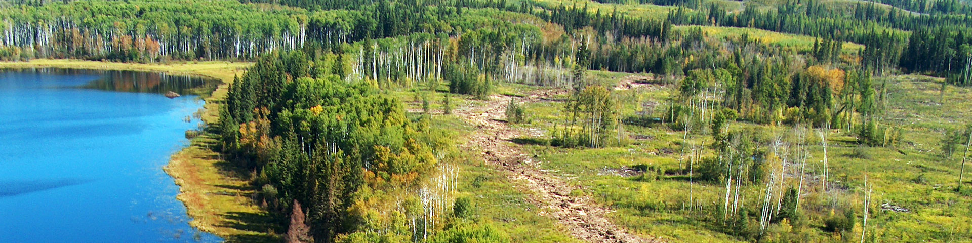 forest and lake