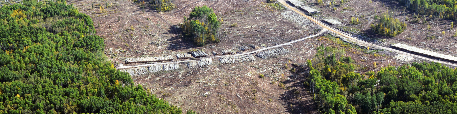 a forest being harvested