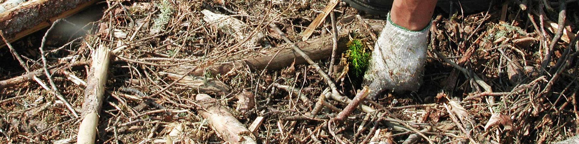 A spruce sapling being planted
